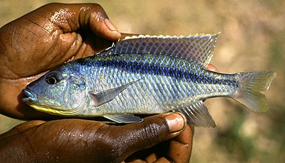 Mylochromis sp. 'kande' Kande Island